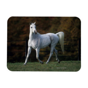 Arabisches Pferd, das 1 laufen lässt Magnet