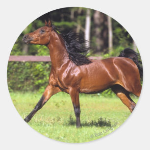 Arabisches Pferd, das 2 laufen lässt Runder Aufkleber