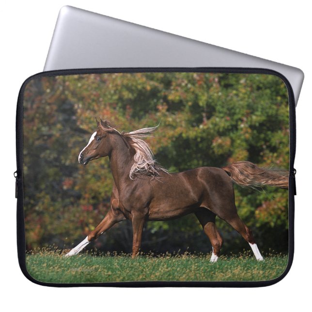 Arabisches Pferd, das in grasartiges Feld läuft Laptopschutzhülle (Vorderseite)