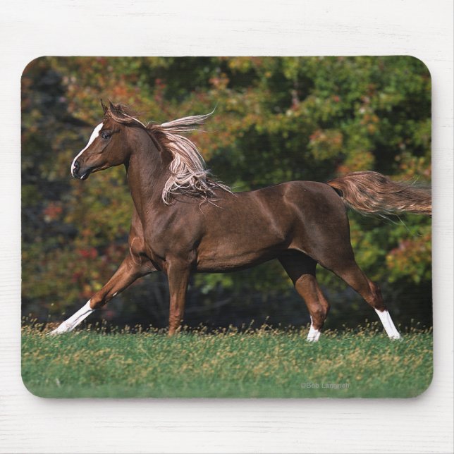 Arabisches Pferd, das in grasartiges Feld läuft Mousepad (Vorne)
