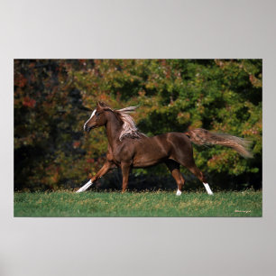 Arabisches Pferd, das in grasartiges Feld läuft Poster