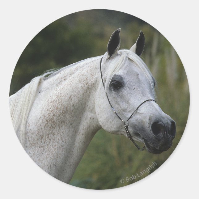 Arabisches Pferd - Headshot 1 Runder Aufkleber (Vorderseite)