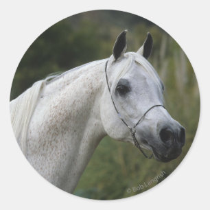 Arabisches Pferd - Headshot 1 Runder Aufkleber