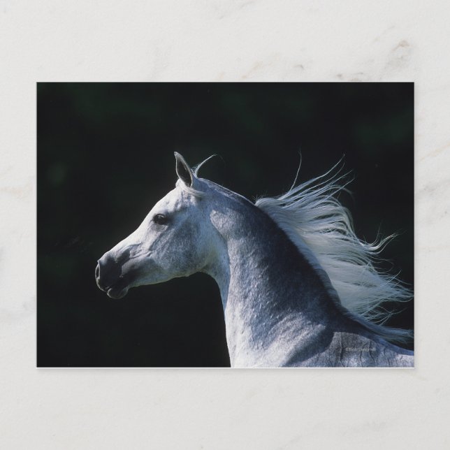 Arabisches Pferd - Headshot 2 Postkarte (Vorderseite)