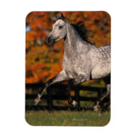 Arabisches Pferd: Herbst 1