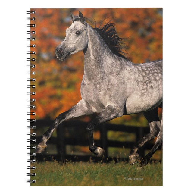 Arabisches Pferd: Herbst 1 Notizblock (Vorderseite)