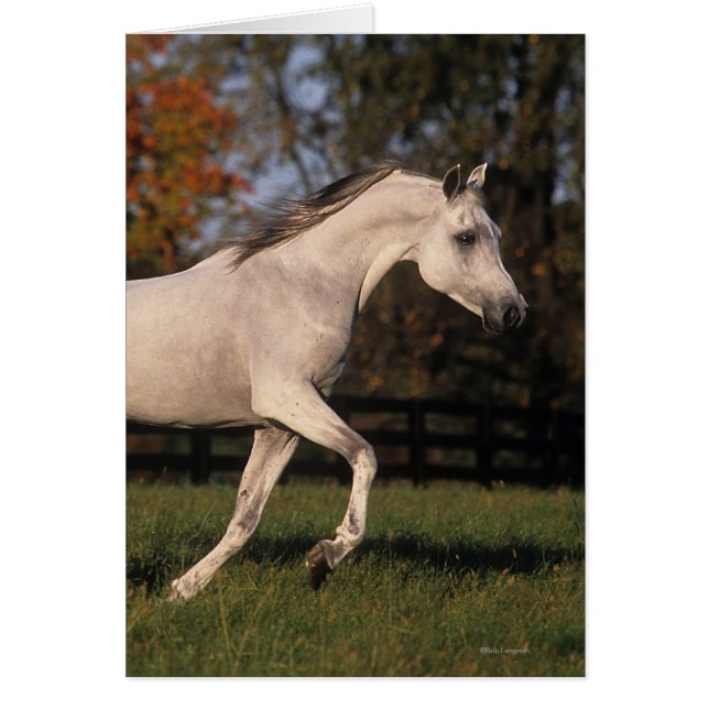 Arabisches Pferd: Herbst 2 (Vorne)