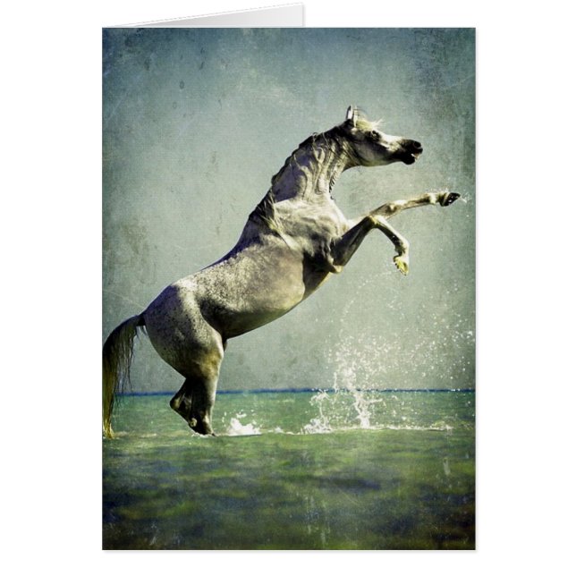 Arabisches Pferd im Wasser (Vorne)