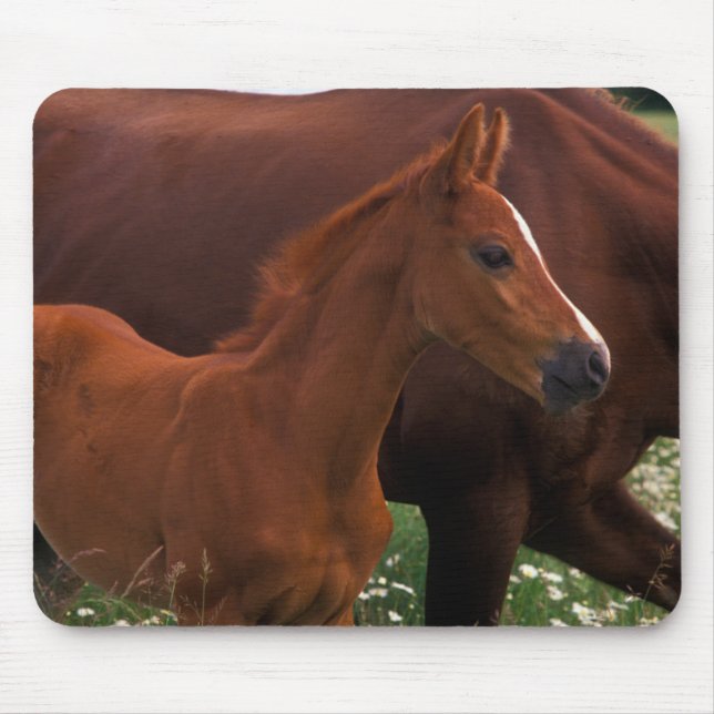 Arabisches Pferd in der Nähe der Mutter Mousepad (Vorne)