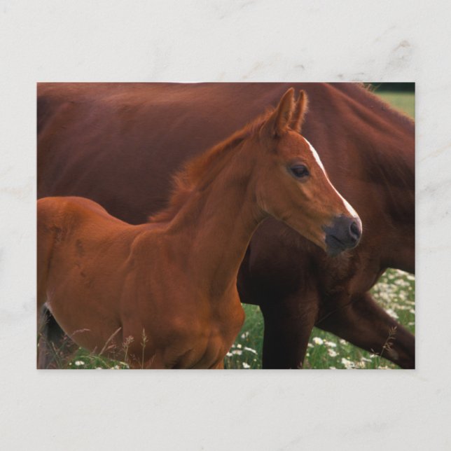 Arabisches Pferd in der Nähe der Mutter Postkarte (Vorderseite)