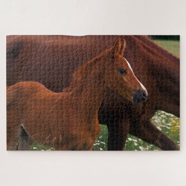 Arabisches Pferd neben der Mutter (Horizontal)