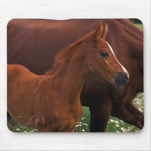 Arabisches Pferd neben der Mutter Mousepad