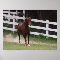 Arabisches Pferd