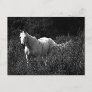 Arabisches Pferd Postkarte