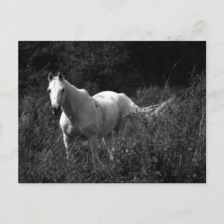 Arabisches Pferd Postkarte
