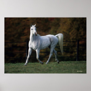 Arabisches Pferd Rennen 1 Poster
