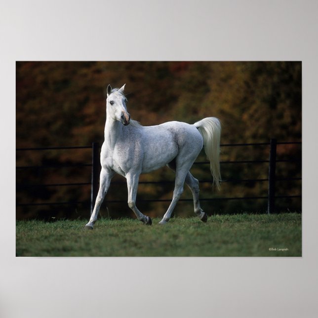 Arabisches Pferd Rennen 1 Poster (Vorne)