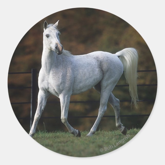 Arabisches Pferd Rennen 1 Runder Aufkleber (Vorderseite)