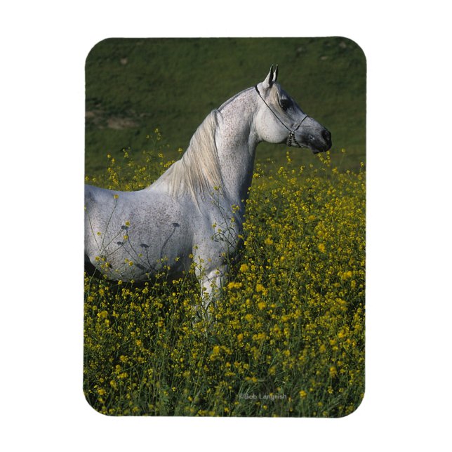 Arabisches Pferd Stehend in Blume Magnet (Vertikal)