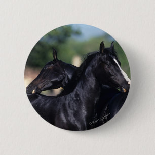 Arabisches Pferdeverkratzen Button