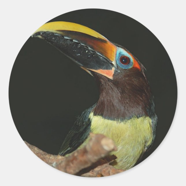Aracari Runder Aufkleber (Vorderseite)