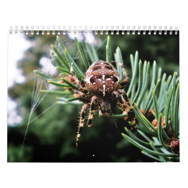 Arachnida Kalender (Titelbild)