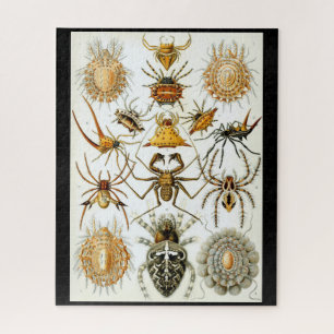 Arachniden von Haeckel Vintage Spinnenillustration