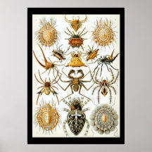 Arachnids von Ernest Haeckel poster