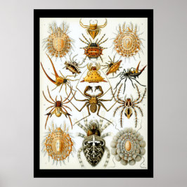 Arachnids von Ernest Haeckel poster