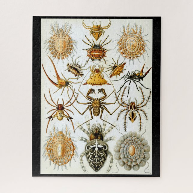 Arachnids von Ernest Haeckel Vintag Illustration (Vertikal)