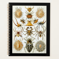 Arachnids von Ernest Haeckel Vintage Poster