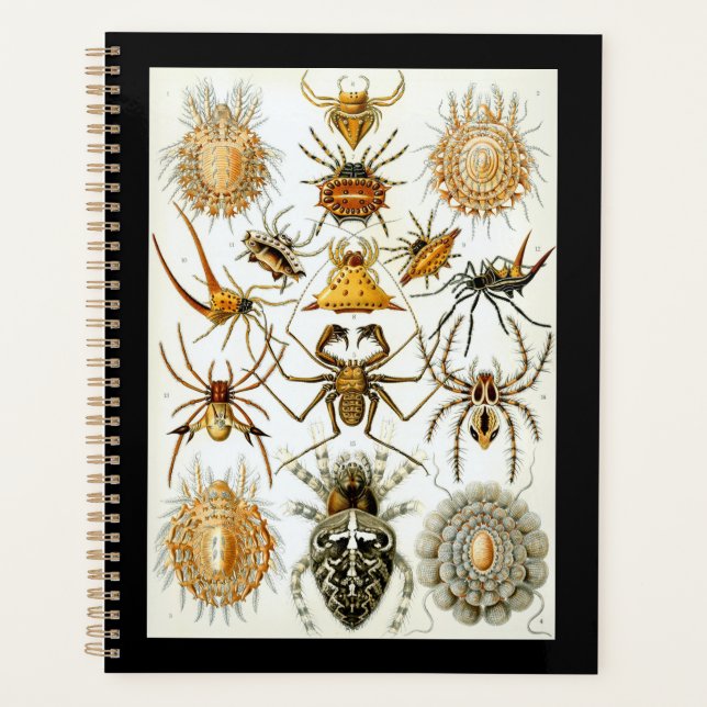Arachnids von Ernest Haeckel Vintage Poster Planer (Vorderseite)