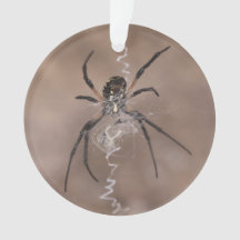Araignée