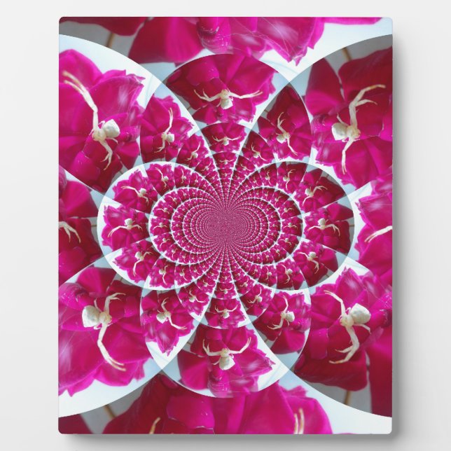 Araignée blanche sur une belle plaque rouge rose (Devant)