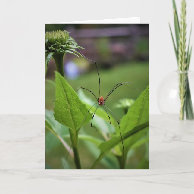 Araignée, carte (Devant)
