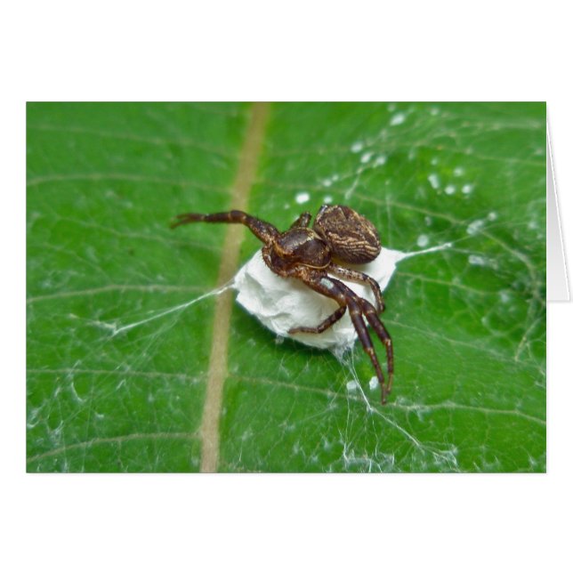 Araignée de crabe sur les éléments de coordination (Devant horizontal)
