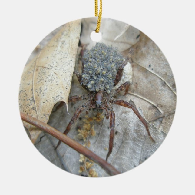 Araignée de loup avec Spiderlings et ornement de (Devant)