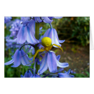 Araignée jaune de crabe/fleur