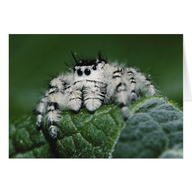 Araignée sauteuse Metaphid (Devant horizontal)