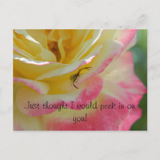 Araignée sur une carte postale Rose