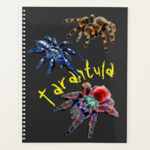 Araignée Tarantula, araignée bleue, araignée ro