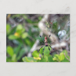 Araignées dans la carte postale Web
