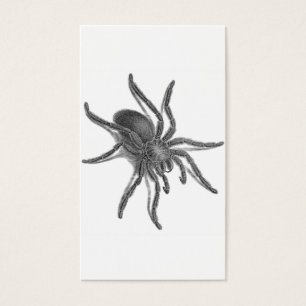 Aranea Avicularia, schwarze kubanische Spinne