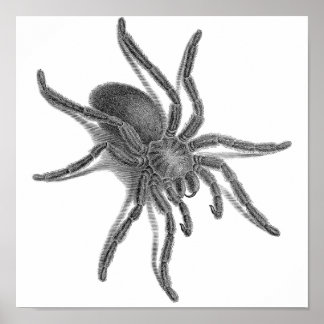 Aranea Avicularia, Schwarzer Kubanischer Spider Poster