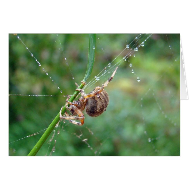 Araneus - Orb Weaver Spider (Devant horizontal)