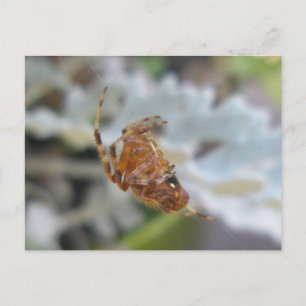 Araneus Orb Web Spider in Web Postcard Postkarte