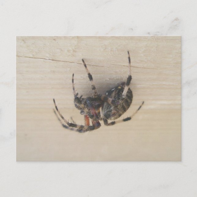 Araneus Orb Web Spider Postcard Postkarte (Vorderseite)