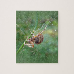 Araneus - Weaver Spider
