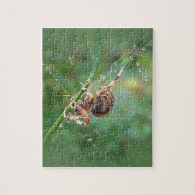 Araneus - Weaver Spider (Vertikal)
