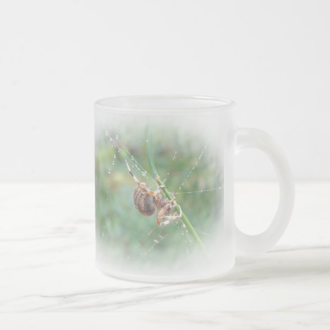 Araneus - Weaver Spider Mattglastasse (Rechts)
